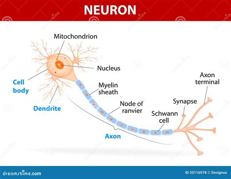 Structure Of A Typical Neuron Stock Vector - Image: 35116978