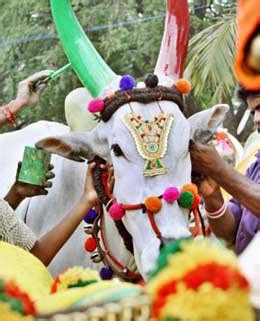 Kanuma Festival Andhra Pradesh: History & Traditions