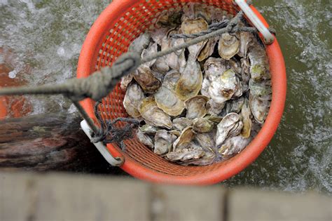 Oyster farming on the Chesapeake Bay