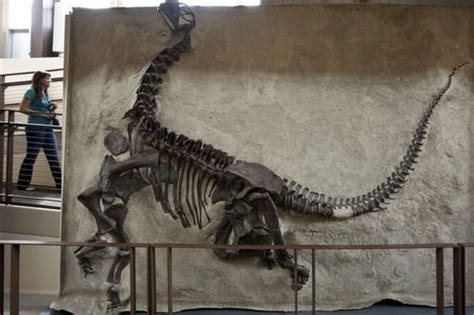 The skeleton of a young camarasaurus | Fossils, Dinosaur, Skeleton