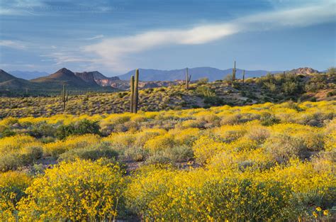 Brittlebush Sonoran Desert AZ - Alan Majchrowicz Photography