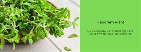 Marjoram Plant - Health Benefits, Uses and Important Facts - PotsandPans India