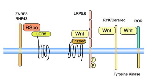 Multiple Wnt receptors | The Wnt Homepage