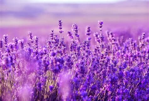 Pemandangan Bunga Lavender - Gambar Viral HD