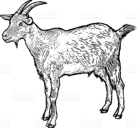 Goat Drawing Pictures at GetDrawings | Free download