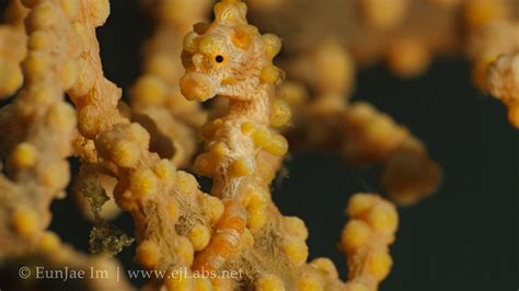 Pygmy Seahorse (Hippocampus bargibanti) 4K - Eunjae Im