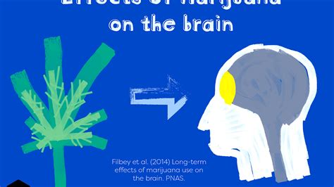 Effects Of Thc On The Brain - Effect Choices