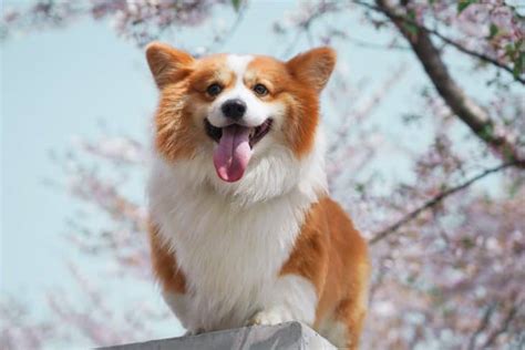 70 Interesting Corgi Facts That Will Steal Your Heart