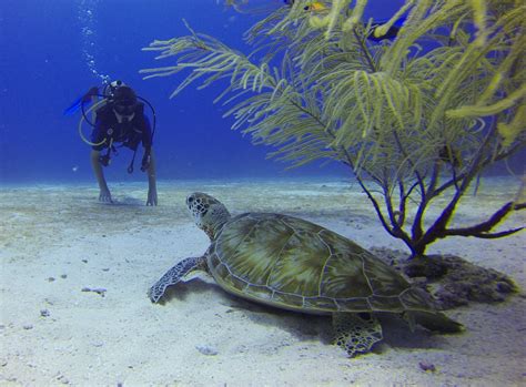 Free Images : meeting, underwater, sea turtle, reptile, fauna, coral ...
