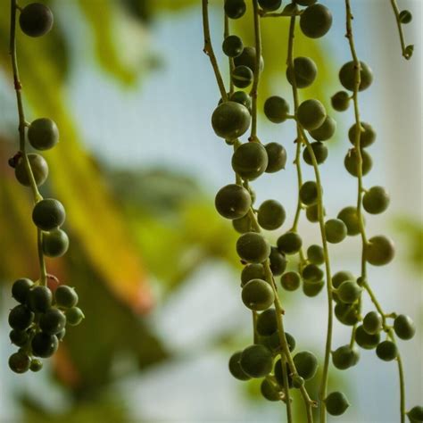 String Of Pearls Propagation - Teak And Terracotta