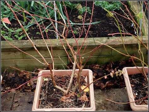 Mark's Veg Plot: Pruning Blueberries