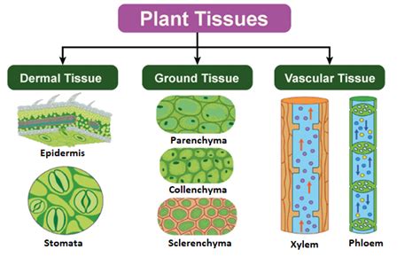 Meristematic Tissue In Plants Diagram