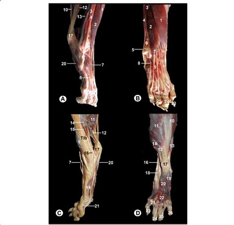 Gross anatomical dissections of the Bengal tiger right hind limb: a ...