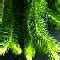 ! Rainforest Ferns ! Tropical Rainforest, North Queensland Australia