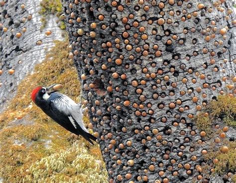 The acorn woodpecker constantly makes "holes" in a dead tree stump ...