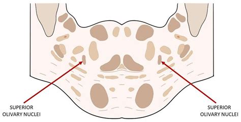 Know Your Brain: Olivary Nuclei