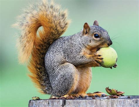 Better Squirrel Habitat | Missouri Department of Conservation