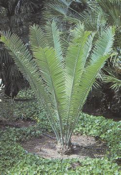 Cycads