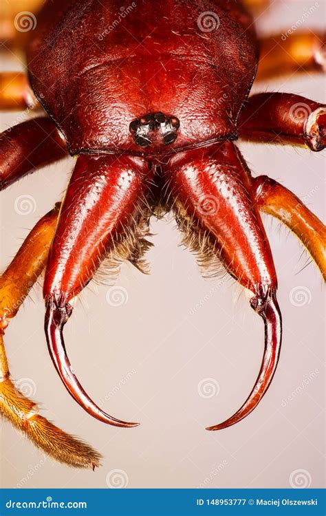 Woodlouse Spider, Woodlouse Hunter, Spider, Dysdera Crocata Stock Image - Image of black ...