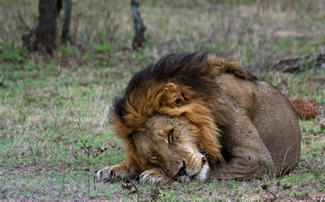 The Lion Sleeps Photograph by April Howland - Pixels