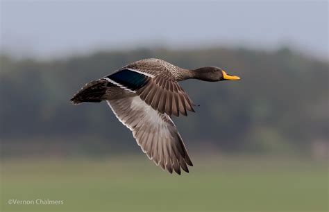 Vernon Chalmers Photography: Birds in Flight Photography Presentation ...