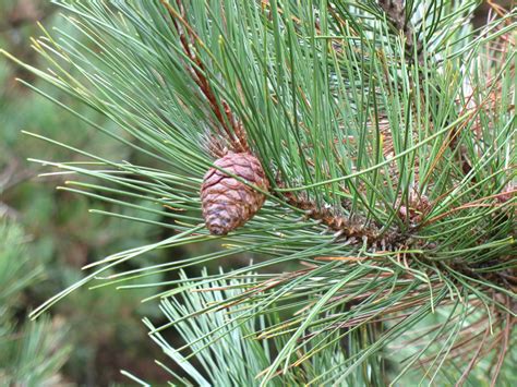 Red Pine - Watersheds Canada – Work, Live & Play in Healthy Lakes and ...