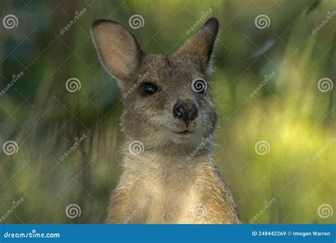 Agile Wallaby in Queensland Australia Stock Image - Image of ...