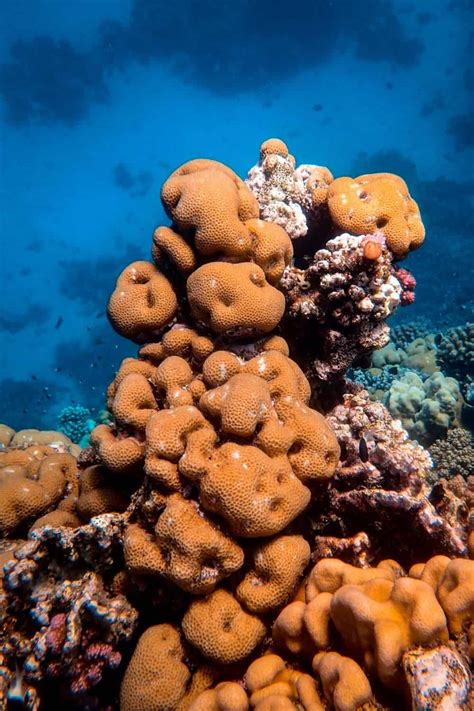 Are Sea Sponges Sustainable And Ethical?