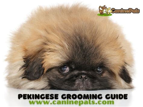 Pekingese Grooming Styles Explained in Detail - Canine Pals