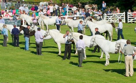 Connemara Pony Show - Horse Festival In Connemara | Clifden