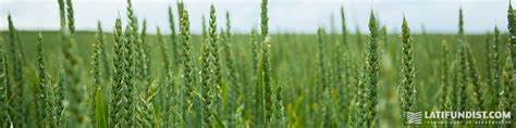 Wheat Production in Ukraine: 2020 Crop Forecast and Weather Risks — Latifundist.com