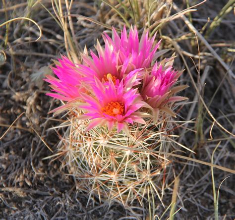 Stephen Bodio's Querencia: Cactus Flower