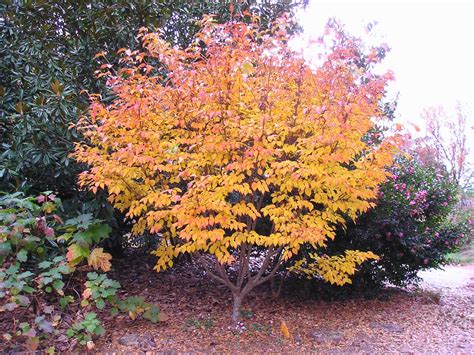 Carol's Greenville NC Garden: Kousa Dogwood