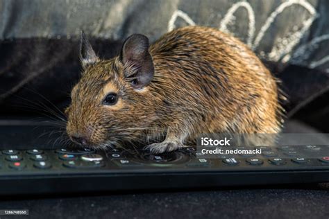 Kis Aranyos Szürke Egér Degu Közelkép Egzotikus Állat A Családi Élethez A Közös Degu Egy Kis ...