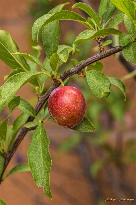 How to Grow and Care for an American Wild Plum Tree (Prunus Americana) | Dengarden