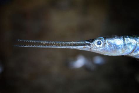 Needlefish Species: Scientific Information and Fun Facts - American Oceans