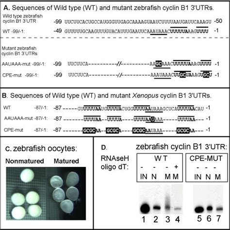 Directing polyadenylation and activating translation during oocyte... | Download Scientific Diagram