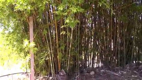 Creating A Seabreeze Bamboo Oasis - YouTube