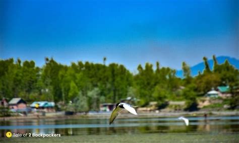 MANASBAL LAKE, KASHMIR - The Supreme Gem of Lakes in Kashmir - Tale of ...