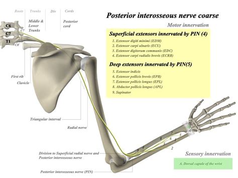 Posterior Interosseous Nerve - Anatomy | Nerve anatomy, Nerve, Nervous system anatomy