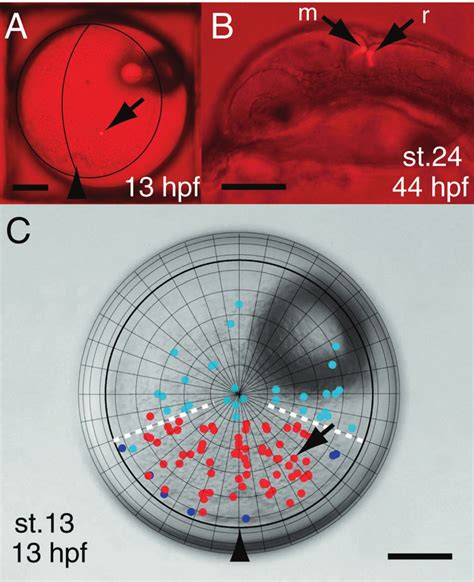 Distribution in stage 13 blastoderm of cell populations that later gave... | Download Scientific ...