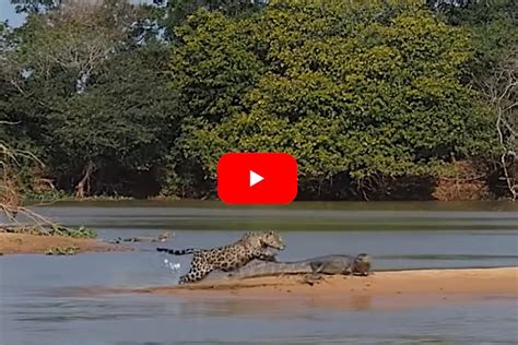 Jaguar Swims Across River to Launch Sneak Attack on Caiman - Wide Open ...