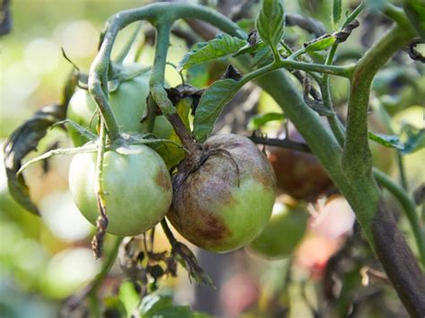 Late Blight Tomato Disease - Late Blight Symptoms And Treatment ...