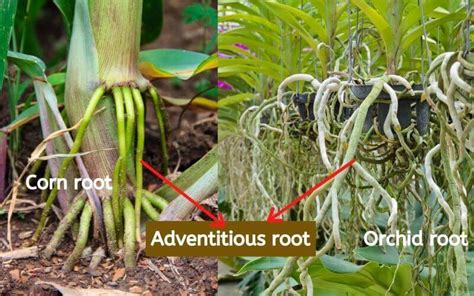 Explained! 3 Types of Roots, Functions of Roots, TapRoot, Fibrous ...