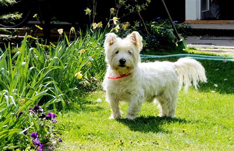 Health Care: Why Grooming Your Westie Is Important