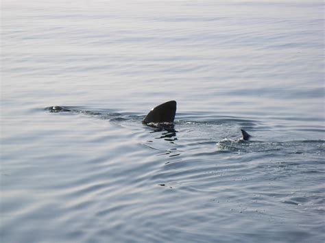 Basking shark | Basking shark feeding on plankton off Newlyn… | Flickr