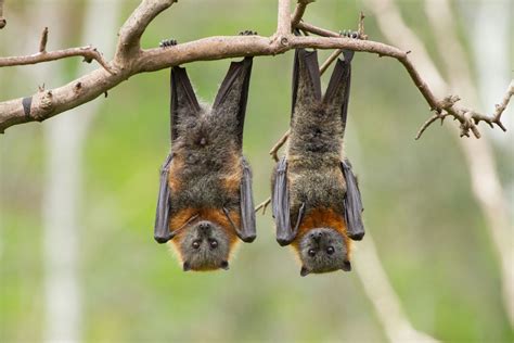 Grey-headed flying fox | Green Adelaide