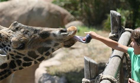 Giraffe Feeding Time - Communicate Science