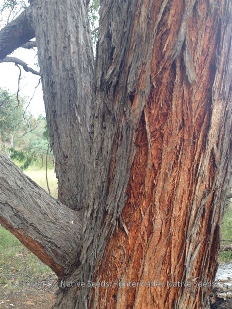 Eucalyptus macrorhyncha. red stringybark - Diversity Native Seeds