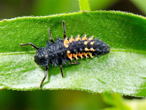 Found this interesting orange and black fellow in my socal garden, what ...